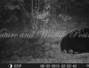 trail cam 2 pics