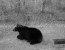 trail cam 2 pics