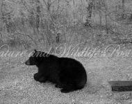 trail cam 2 pics