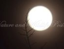 dscsupermoon.jpgmaster