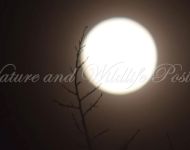 dscsupermoon.jpgmaster