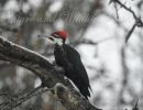 0174pileated wp