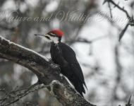 0174pileated wp