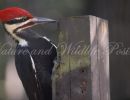 dscbird