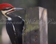 dscbird