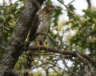 dsc.jpgmaster