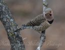 dsc.jpgmaster