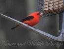 scarlet tanager2