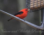 scarlet tanager2