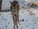 dscdeer.jpgmaster