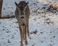 dscdeer.jpgmaster