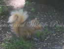 sn